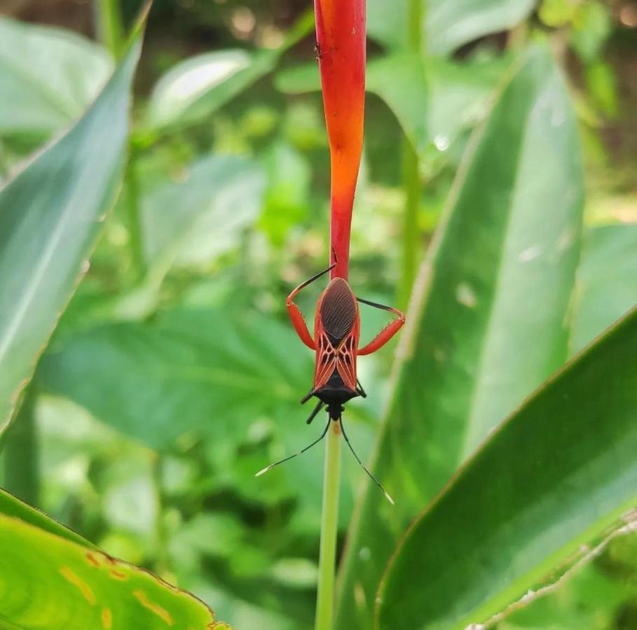 Palmayacu - Refugio Amazonico Летісія Екстер'єр фото