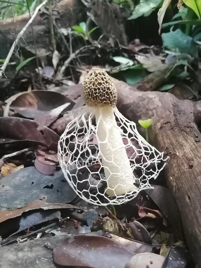Palmayacu - Refugio Amazonico Летісія Екстер'єр фото