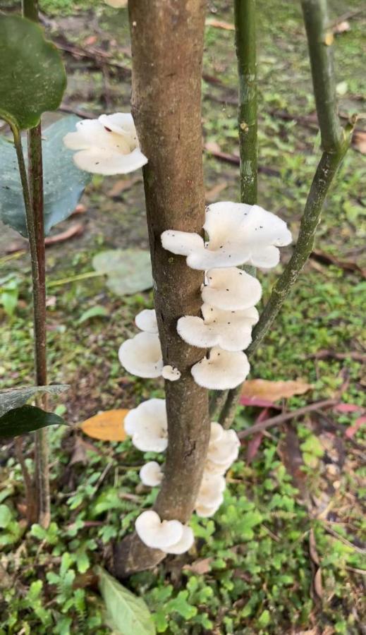 Palmayacu - Refugio Amazonico Летісія Екстер'єр фото